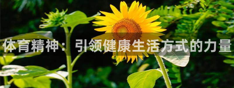 凯发官方正版app官网：体育精神：引领健康生活方式的